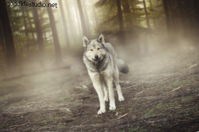 10 canciones bestiales sobre lobos