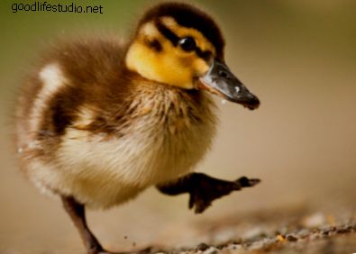 100 Baby Duck Names