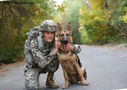 100 nombres de perros militares
