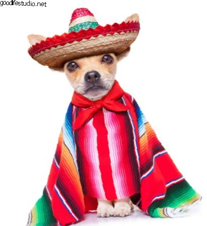 100 Mehhiko koera nime