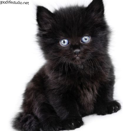 250+ имена црна мачка: цоол, креативан и јединствен