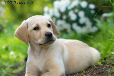 100 süße weibliche Labradors Namen