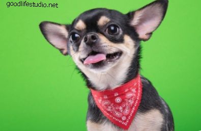 150 noms de chiens Chihuahua
