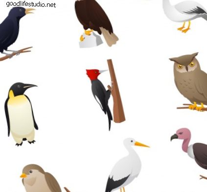 Diferentes tipos de pájaros