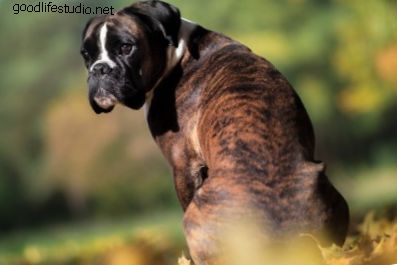 100 noms de chien Boxer Dog