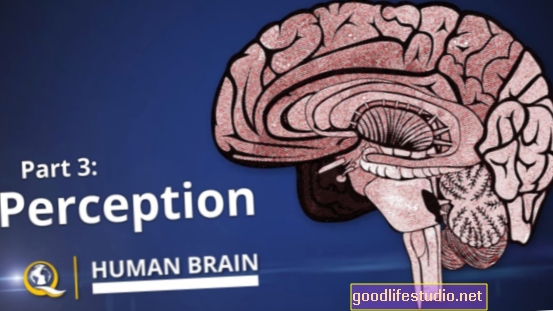 Le cerveau peut fausser instantanément la perception