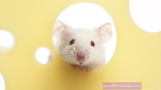 Smegenų pelės gali padėti geriau pažinti pažintinius sutrikimus