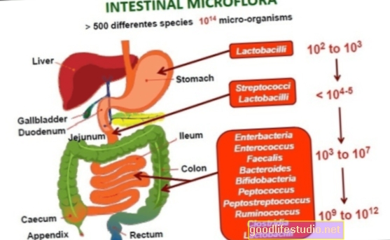 La composition des bactéries intestinales peut influencer l'anorexie