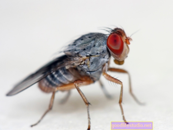 Од воћних мушица, Увид у утицај нискокалоричне дијете на Паркинсонову болест