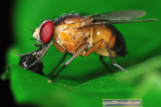 Estudio de la mosca de la fruta analiza el papel de las proteínas en la demencia agresiva