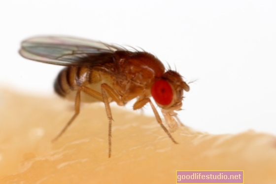 Kajian Fruit Fly Mencadangkan Memori Hamper Sepanjang Malam