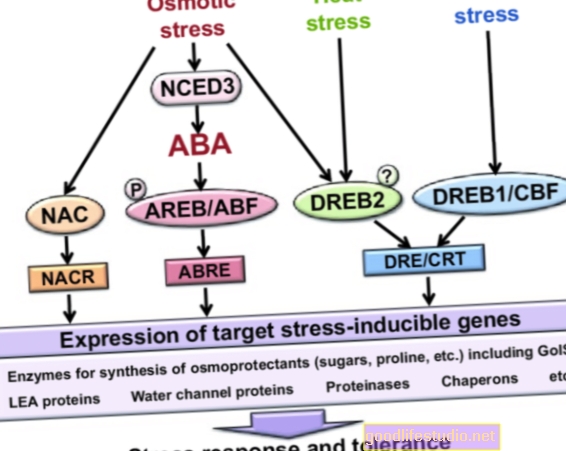 Geni + stres iz okoliša = panični poremećaj