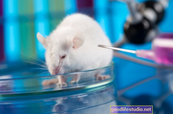 Dans l'étude sur les souris, les régimes amaigrissants peuvent provoquer un sevrage alimentaire et une dépression