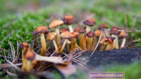 Les champignons magiques peuvent «réinitialiser» certains cerveaux déprimés