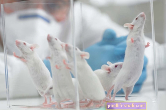चूहे की याददाश्त को बढ़ाने के लिए चूहे का अध्ययन नशा करता है
