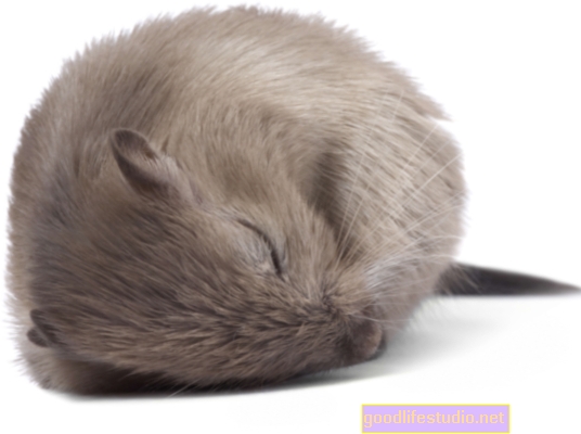 Une étude sur les souris découvre la clé du sommeil paradoxal