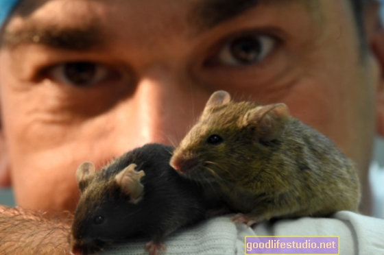 Az egerek tanulmányozzák az étrend-kiegészítők tippjeit, amelyek valamikor megakadályozhatják az öregedést