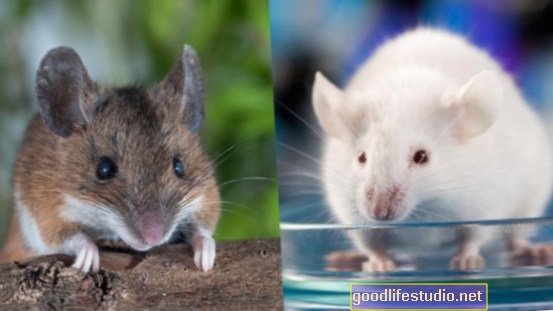 Studie na myších ukazuje, že hyperaktivní imunitní systém přispívá k autismu