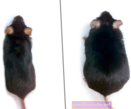 Nghiên cứu về chuột đề xuất chế độ ăn giàu chất béo có thể thay đổi hành vi