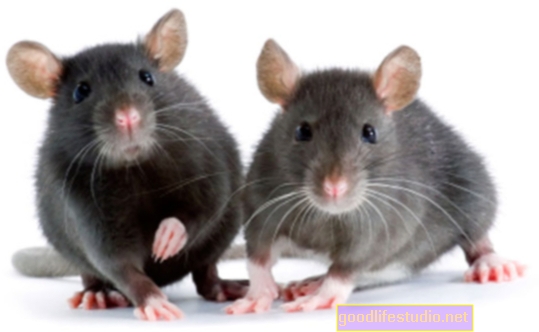 Estudio en ratones sugiere que la "hormona del amor" mitiga los efectos del alcohol