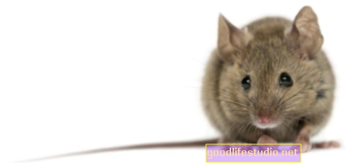 Študija miši predlaga nove poti za boj proti stresu