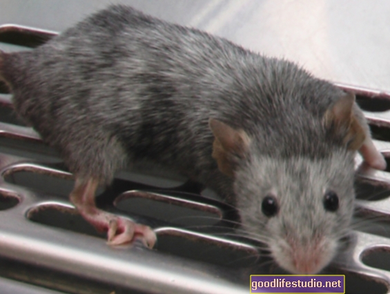Nghiên cứu về chuột đề xuất một phương pháp hấp dẫn để ngăn chặn OCD