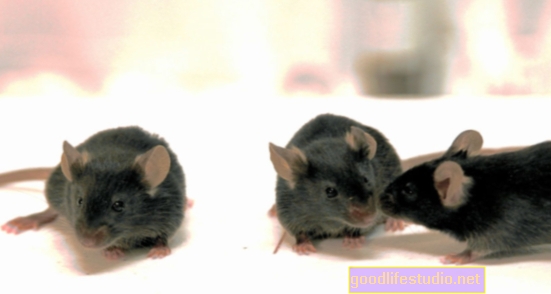 चूहे का अध्ययन सामाजिक संपर्क से राहत देता है तंत्रिका दर्द