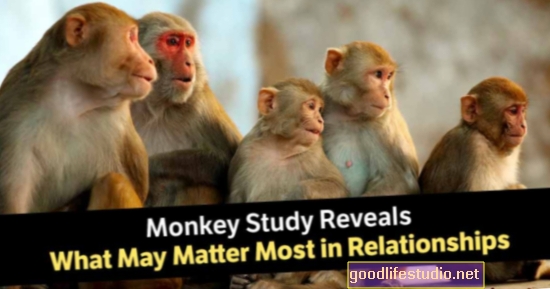 Študija opic najde Zoloft May Alter Brain