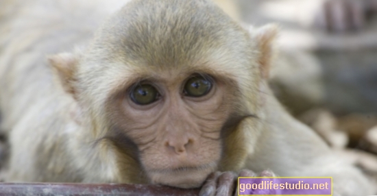Lo studio sulle scimmie collega l'influenza della mamma e la schizofrenia