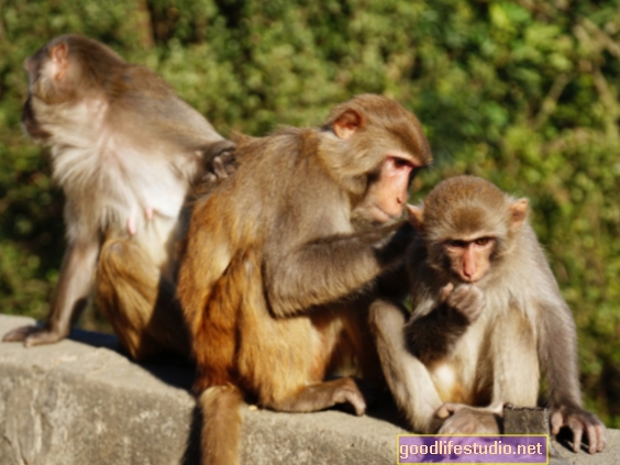 Beždžionių tyrimas rodo, kad alkoholis gali padėti imuninei sistemai