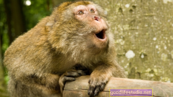 Kajian Monyet Mencadangkan Penggunaan Dadah ADHD Jangka Panjang Tampak Selamat