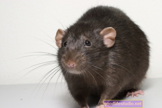 Kajian Tikus mendapati Lemak Badan Mempengaruhi Tindak Balas Tekanan