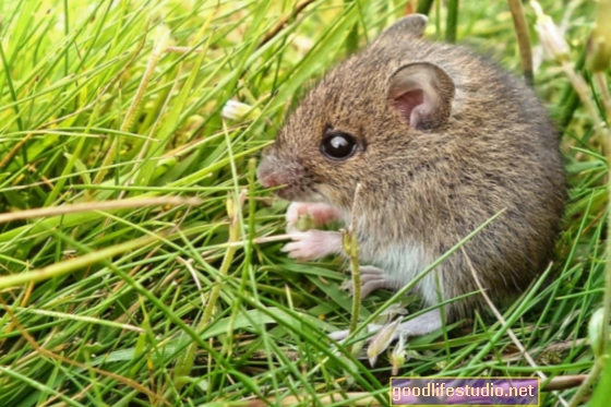 マウスの研究はドーパミンの活性化が過食症を減らすかもしれないことを見つけます