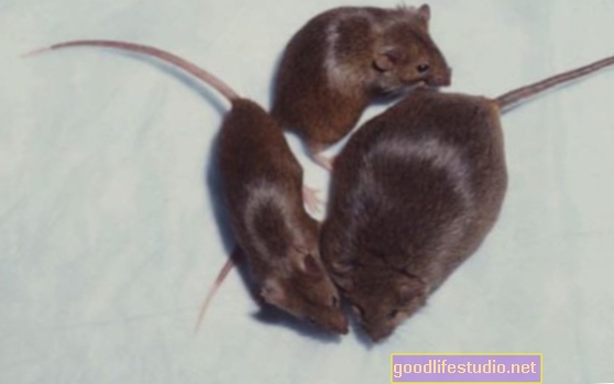 Uno studio sui topi rileva che l'errore genetico può aumentare il rischio di dipendenza da oppioidi e abbuffate