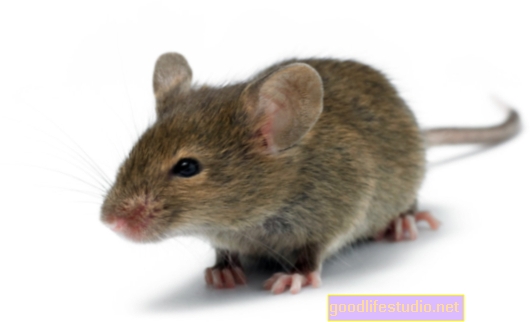 Pelės tyrimas nustato, kas skatina marihuanos mėsinius