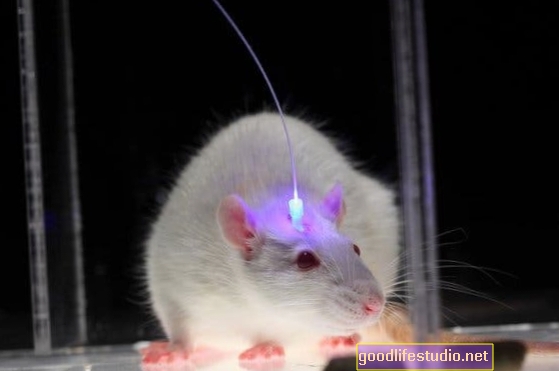 دراسة الفأر: آلام الرأس في محور الدماغ العاطفي