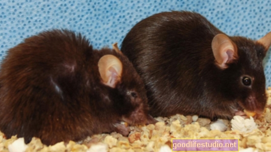 Un estudio sobre ratones ayuda a precisar cómo funcionan los antidepresivos
