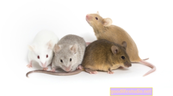 Изследване на мишки: Излагане на олово, генетика, свързана с риска от шизофрения