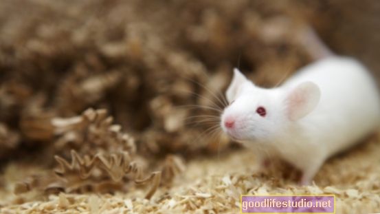 Étude sur la souris: l'inflammation pulmonaire due à l'asthme infantile peut être liée à une anxiété ultérieure