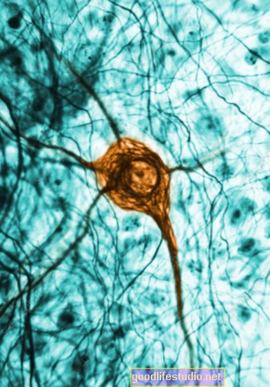 Kajian Tikus: Pertumbuhan Neuron dalam Tekanan Penyangga Otak Dewasa
