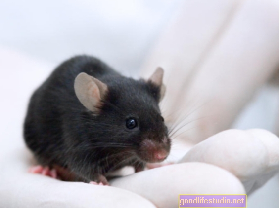Дослідження миші проливає світло на полегшення тривоги Пота