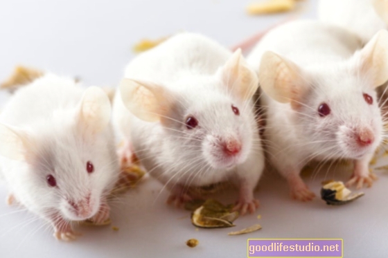 Studie na myších naznačuje, že lék může zabránit relapsu souvisejícím se stresem u mužských alkoholiků