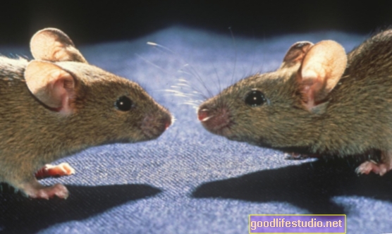 Mục tiêu nghiên cứu về chuột Một phần não bị ảnh hưởng bởi bệnh Parkinson