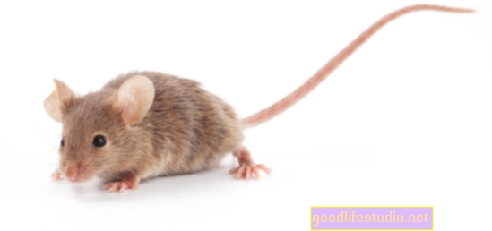 Проучване на мишки за трансплантация на неврони за възстановяване на мозъчните вериги