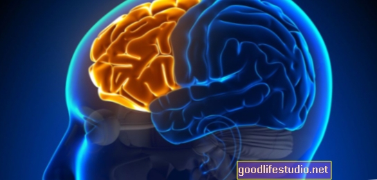 Nové porozumění mozkovým vzpomínkám