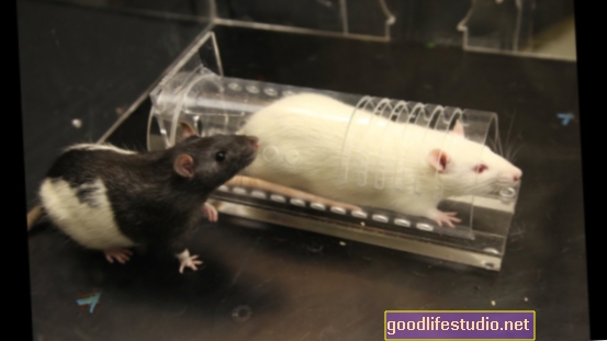 Žiurkių tyrimas: vaistai nuo nerimo gali sumažinti empatiją