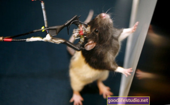 Studija štakora: Promjene u regijama mozga objašnjavaju razlike u „neparnim parovima“