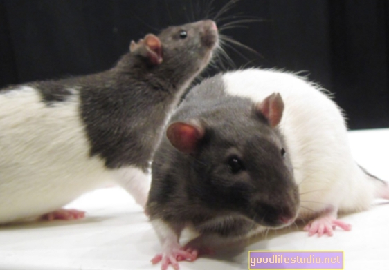 دراسة الفئران: استخدام الأمفيتامين الثقيل في فترة المراهقة المرتبط بتغيرات الدماغ طويلة المدى