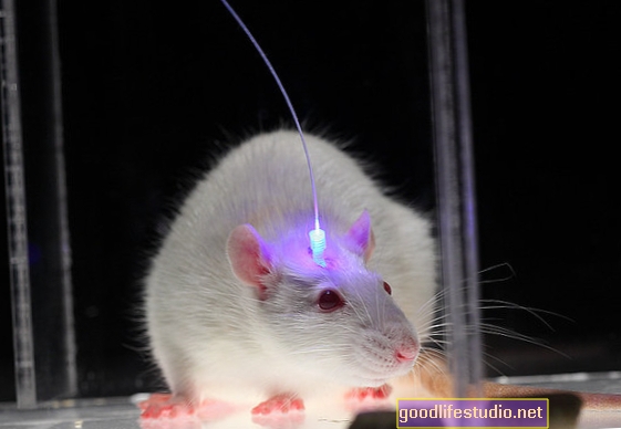 ラット研究はケタミンによって活性化される脳回路を識別します