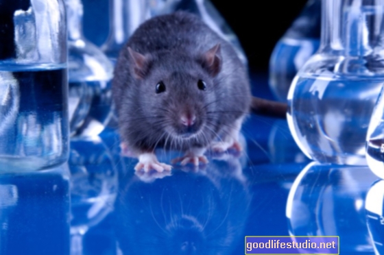 دراسة الفئران: قلة النشاط بعد انقطاع الطمث مرتبطة بالتغيرات في مركز متعة الدماغ